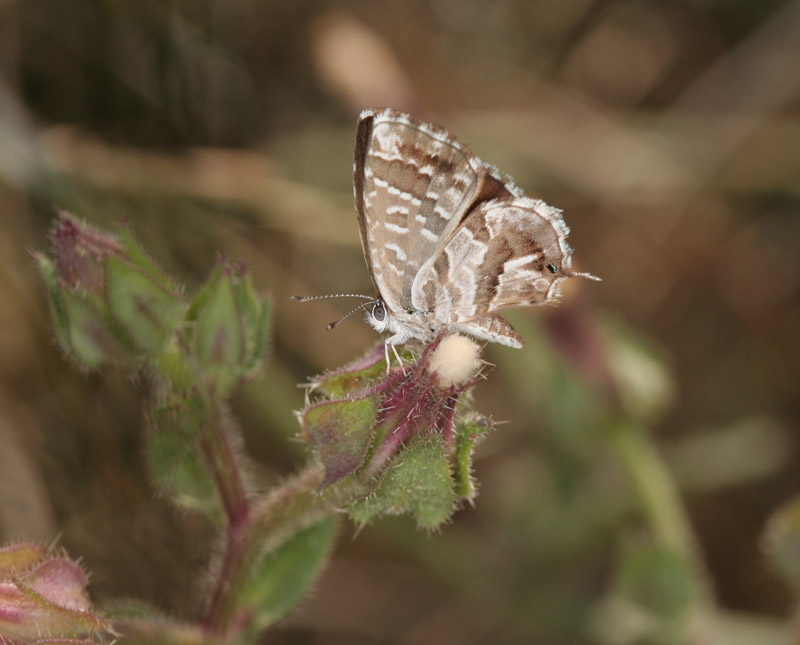 Cacyreus marshalli - Licenide